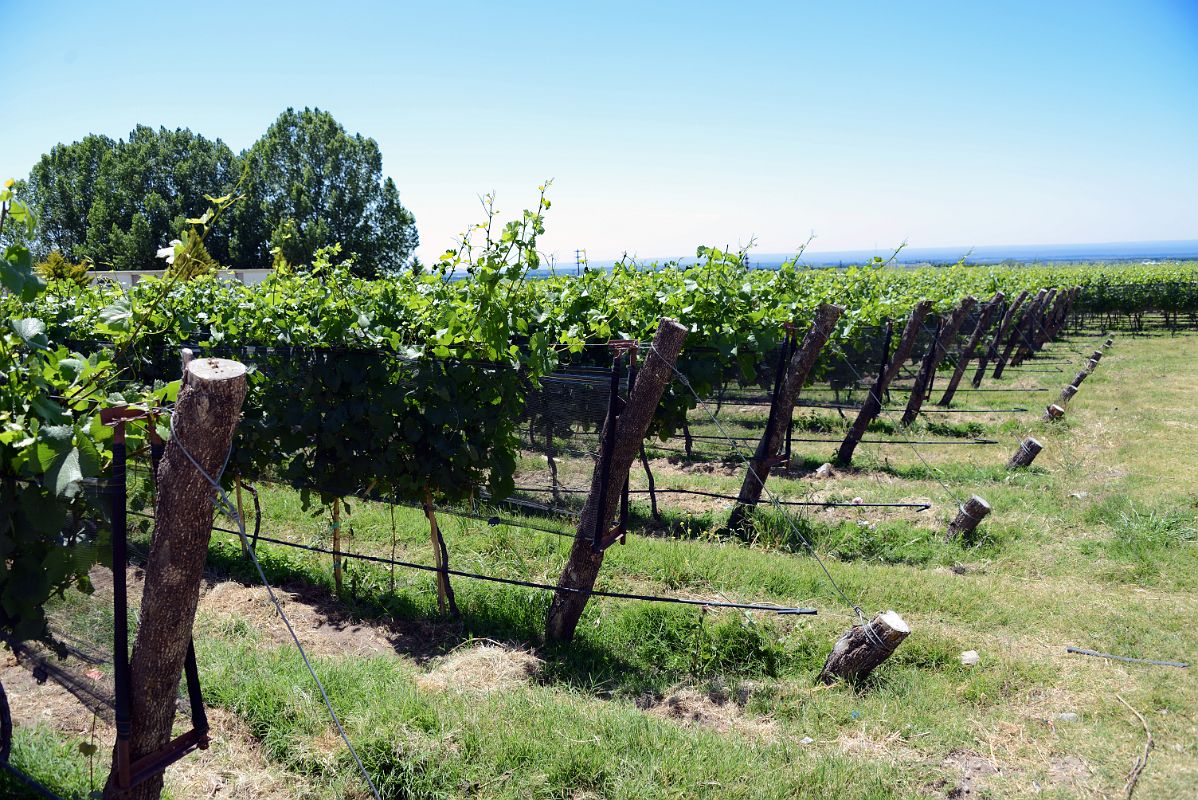 03-05 The Vineyard At Domaine Bousquet On Uco Valley Wine Tour Mendoza